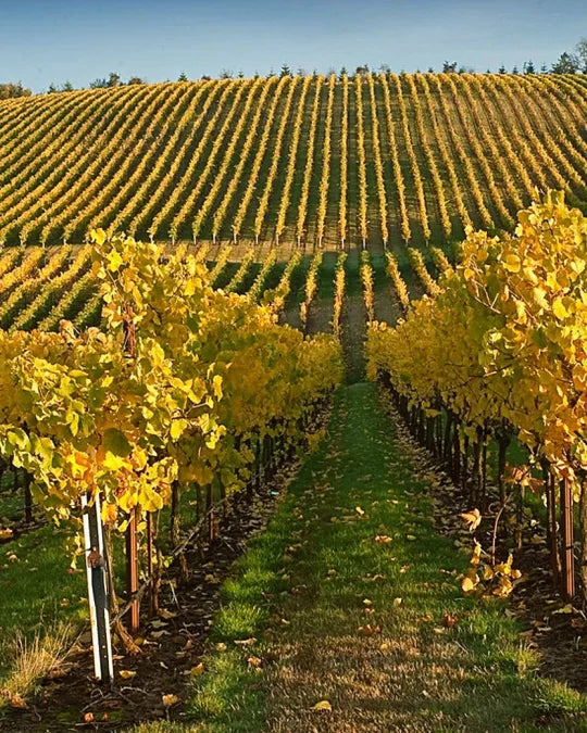 Šampaňské Didier Chopin