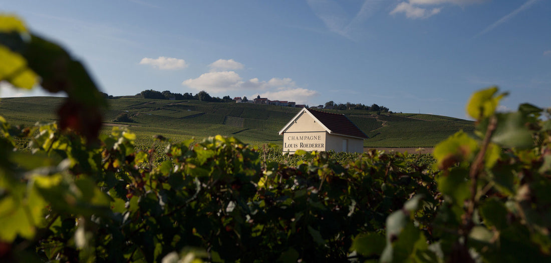 Od cara Osvoboditele po vdovu ~ historie jednoho z nejprestižnějších vín