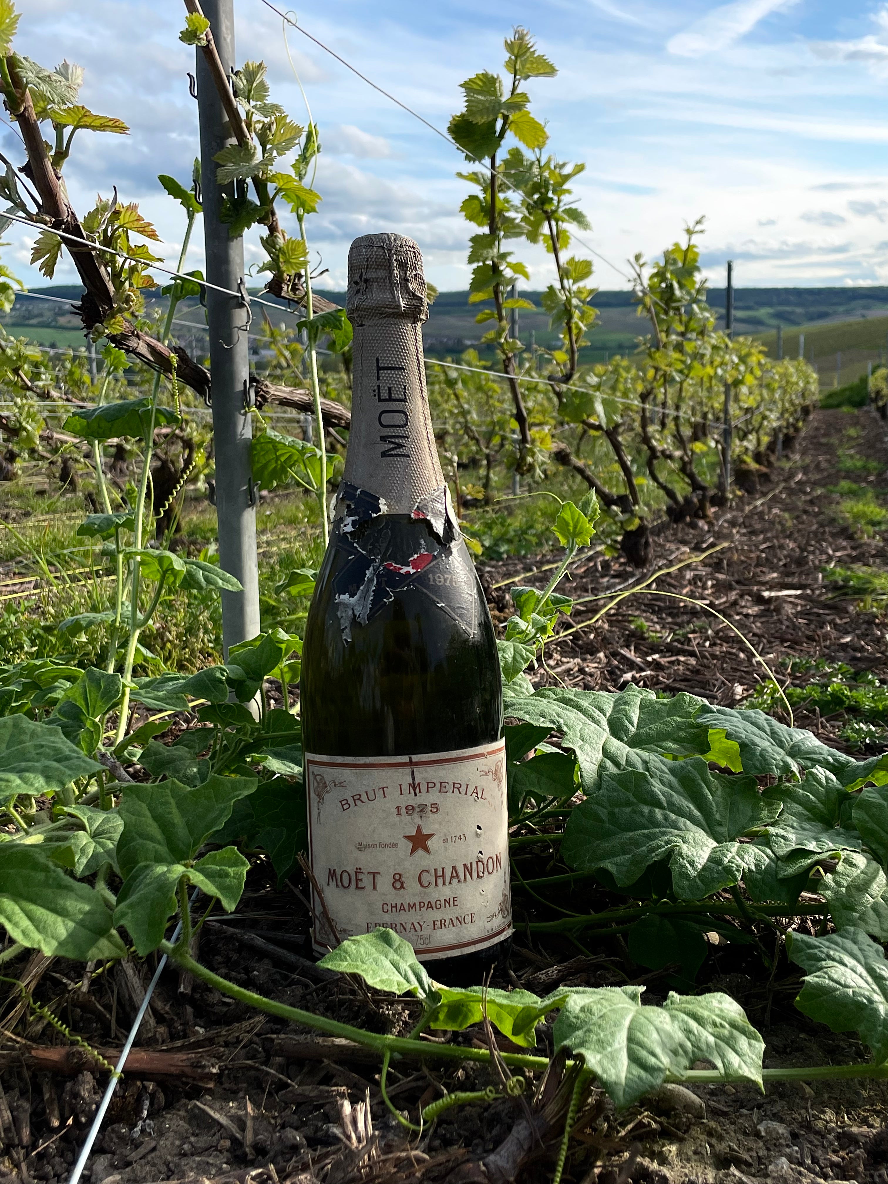 MOËT & CHANDON 1975 BRUT IMPÉRIAL 75 cL